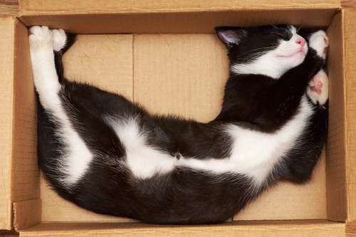 白黒猫の写真(白黒ブチ、白、黒1色)がみたい