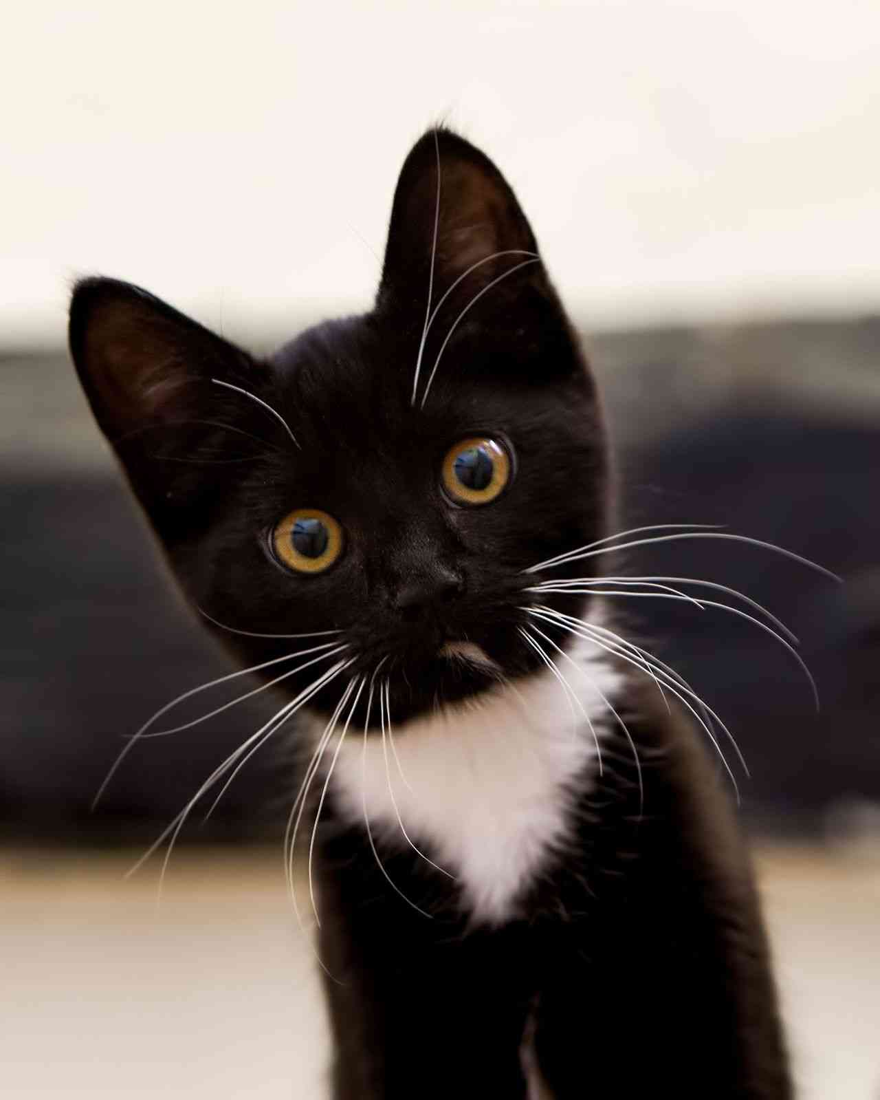 白黒猫の写真(白黒ブチ、白、黒1色)がみたい