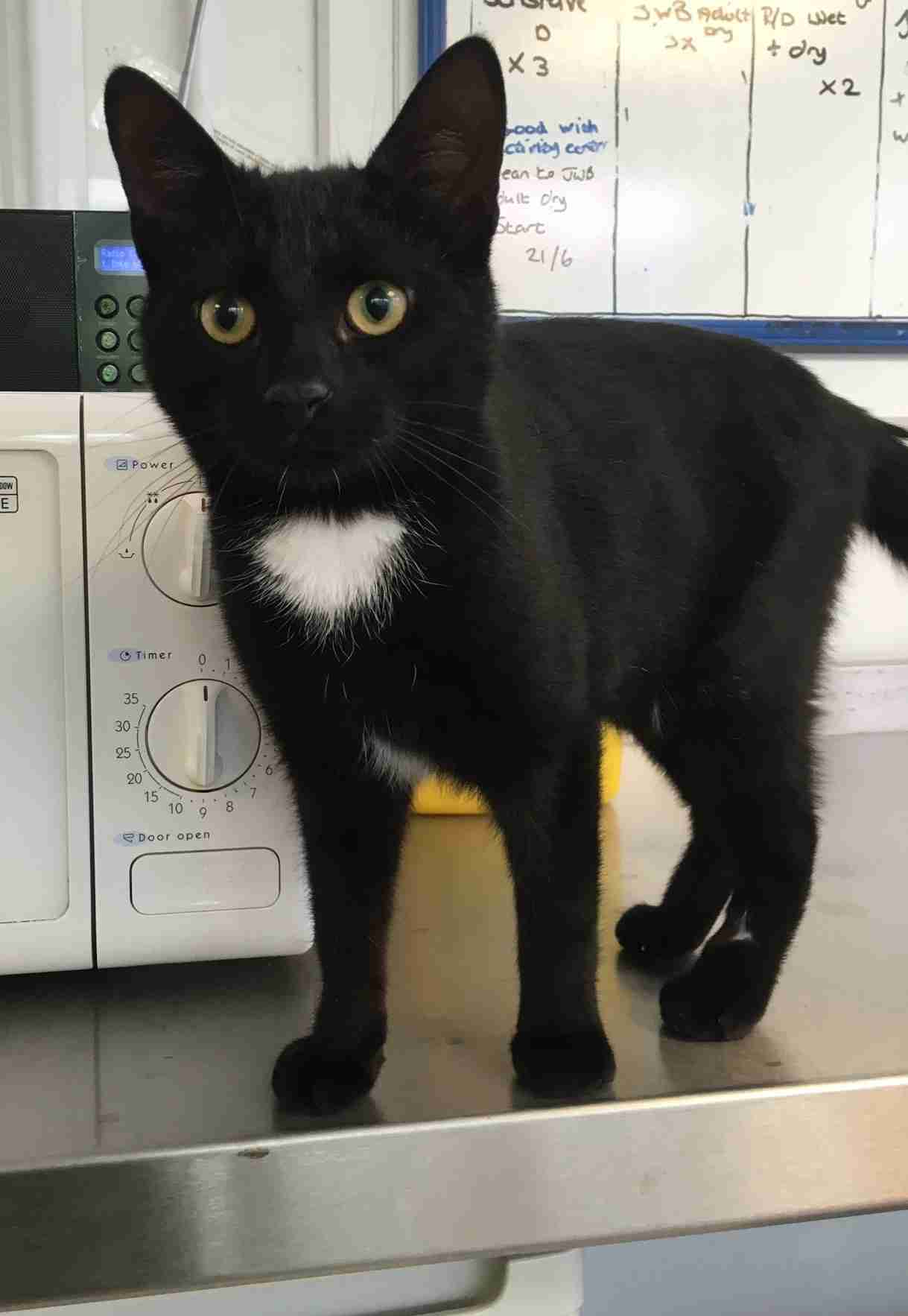白黒猫の写真(白黒ブチ、白、黒1色)がみたい