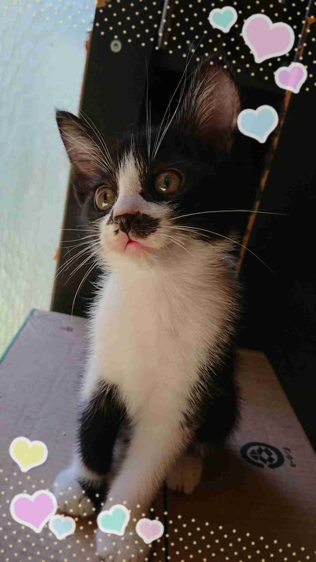 白黒猫の写真(白黒ブチ、白、黒1色)がみたい