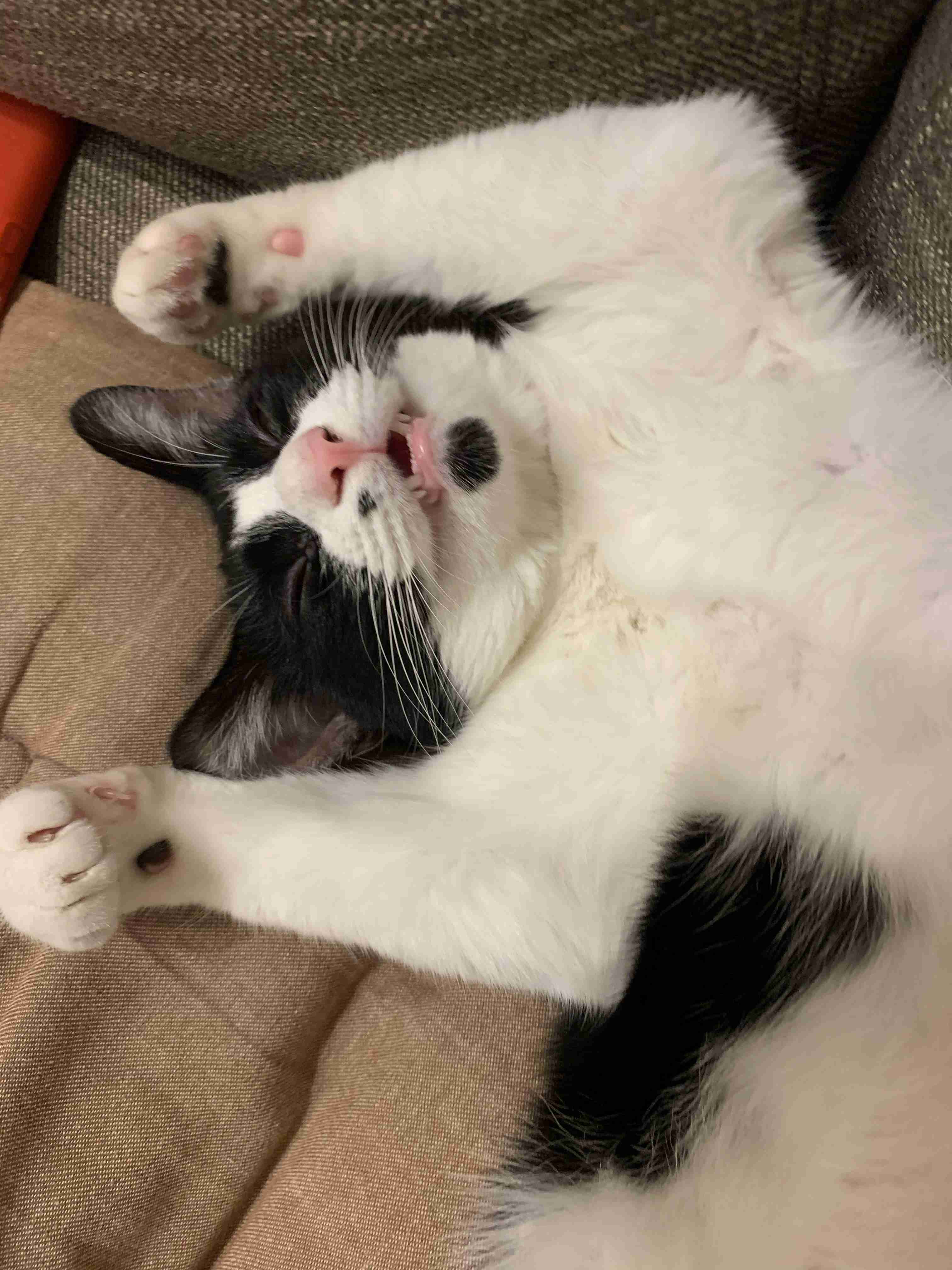 白黒猫の写真(白黒ブチ、白、黒1色)がみたい
