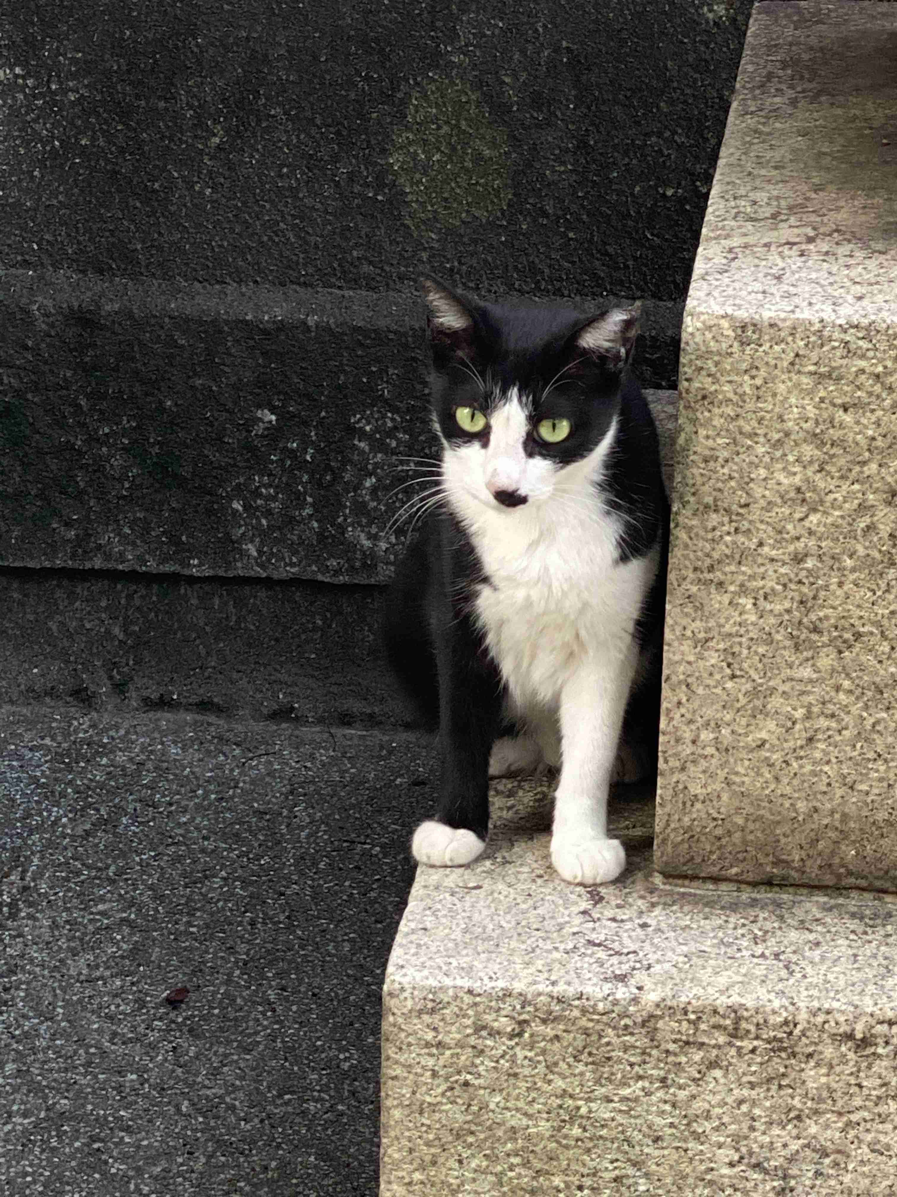 白黒猫の写真(白黒ブチ、白、黒1色)がみたい