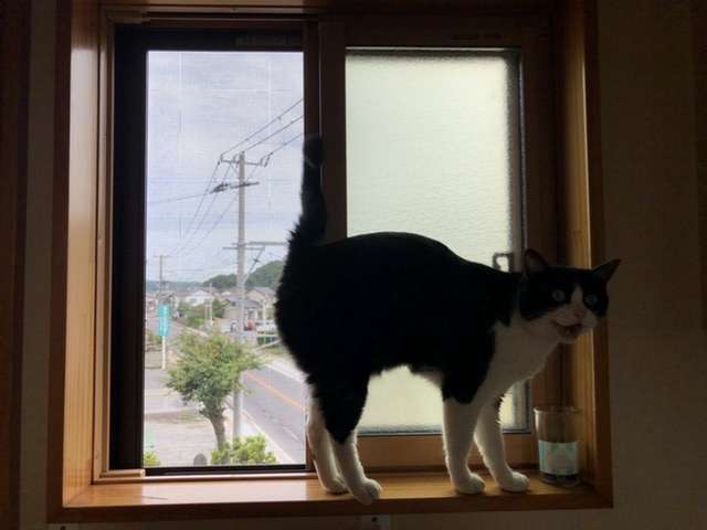 白黒猫の写真(白黒ブチ、白、黒1色)がみたい
