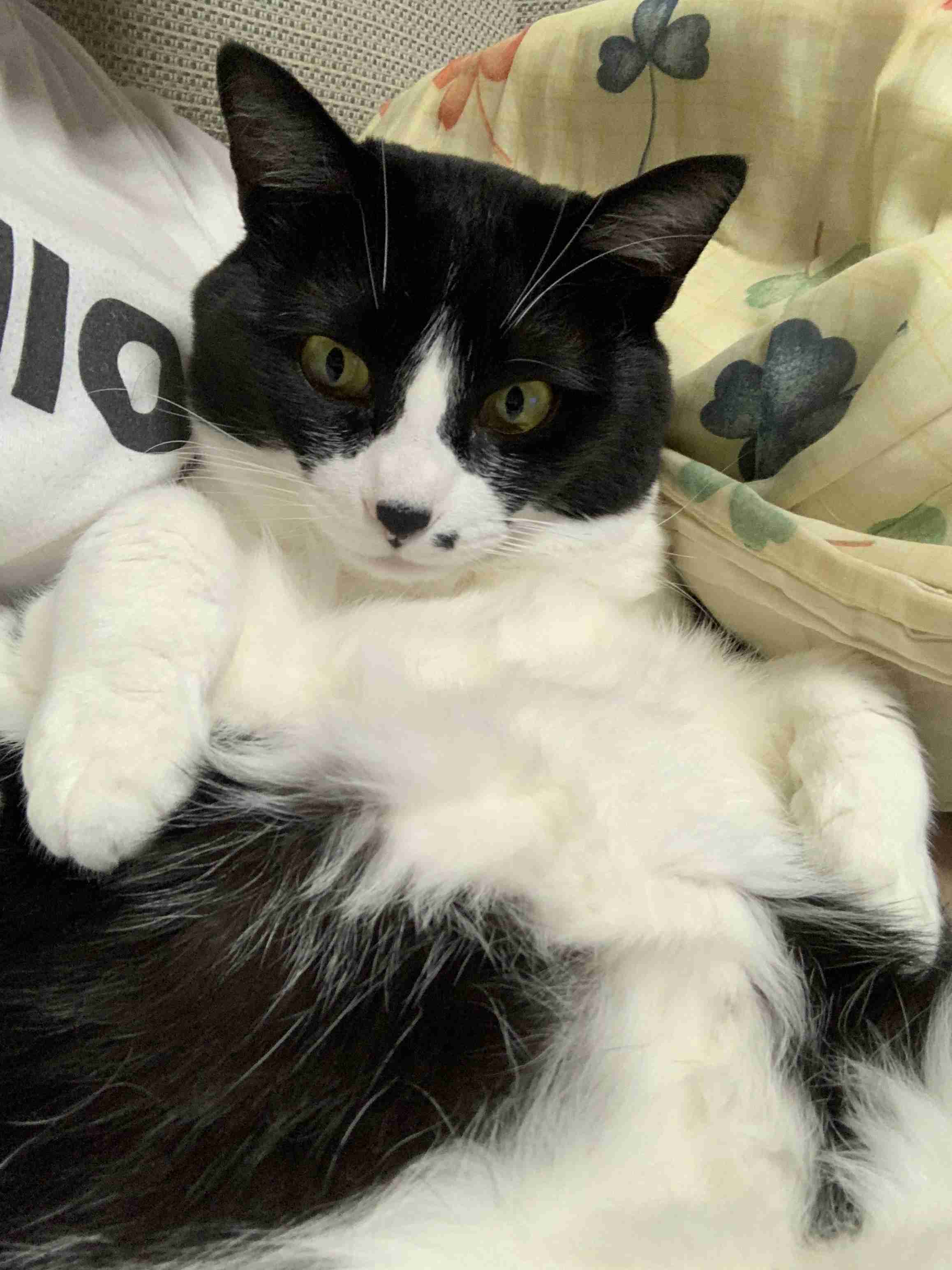 白黒猫の写真(白黒ブチ、白、黒1色)がみたい