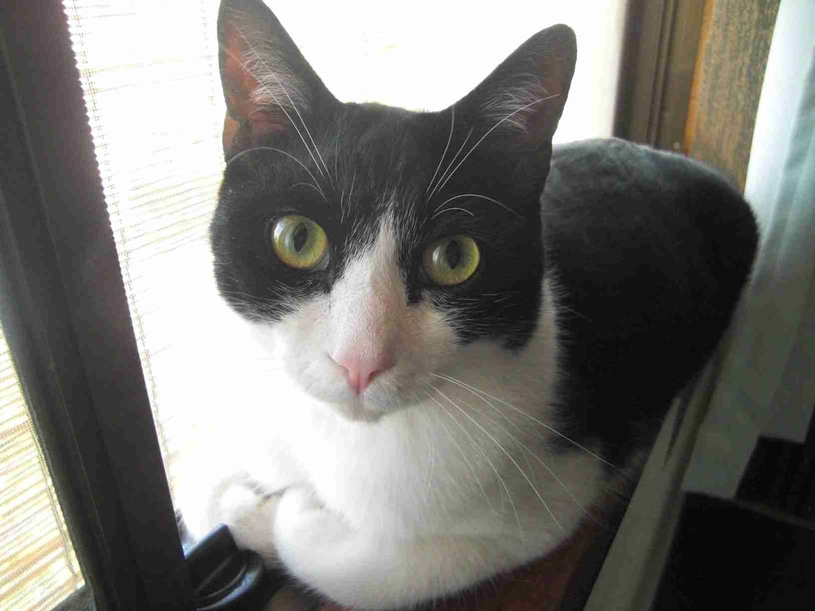 白黒猫の写真(白黒ブチ、白、黒1色)がみたい