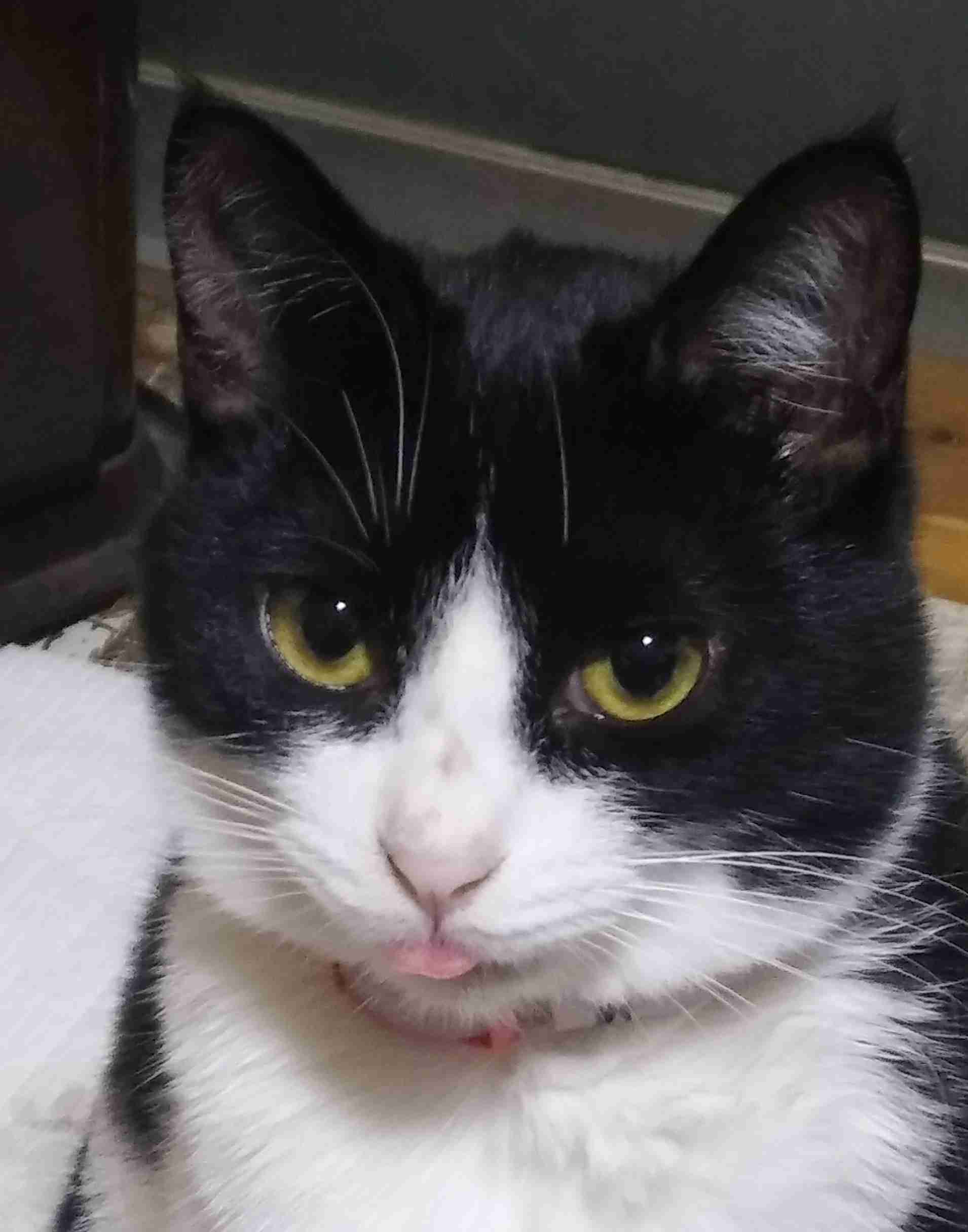 白黒猫の写真(白黒ブチ、白、黒1色)がみたい