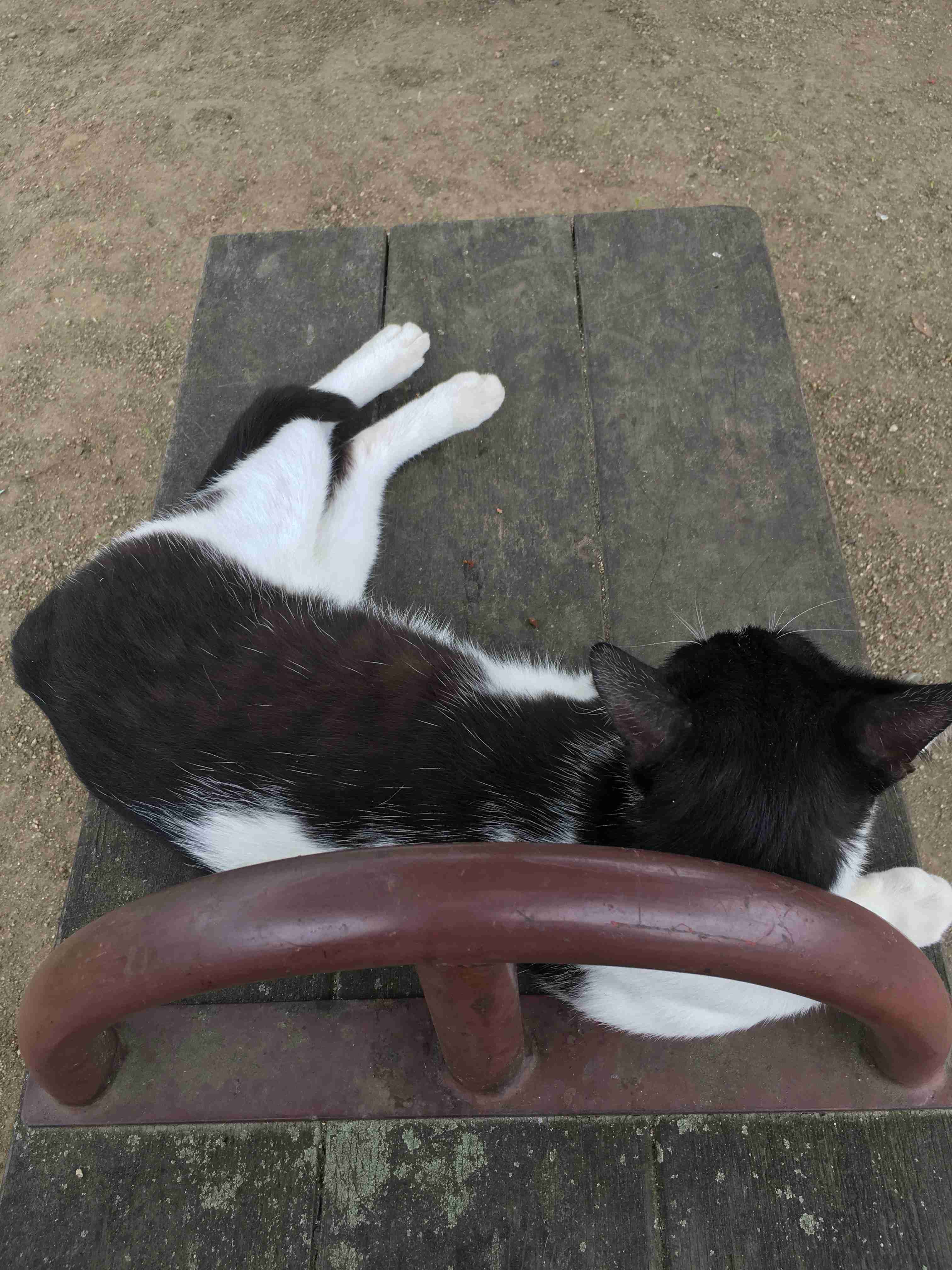 白黒猫の写真(白黒ブチ、白、黒1色)がみたい