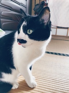 白黒猫の写真(白黒ブチ、白、黒1色)がみたい