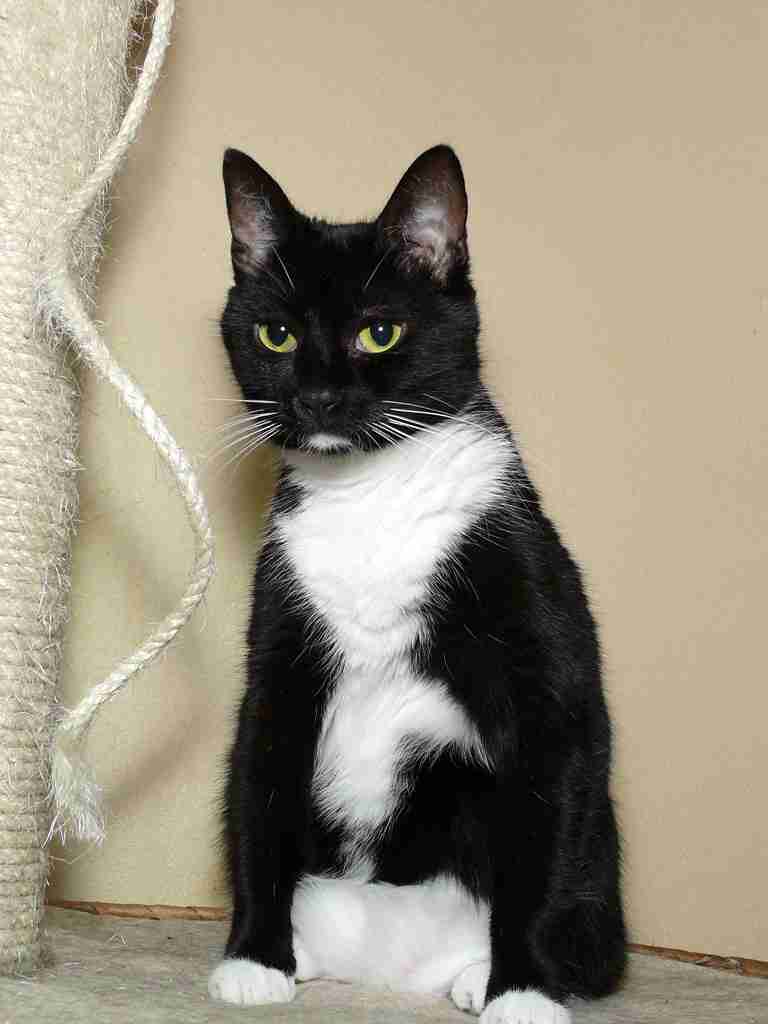 白黒猫の写真(白黒ブチ、白、黒1色)がみたい