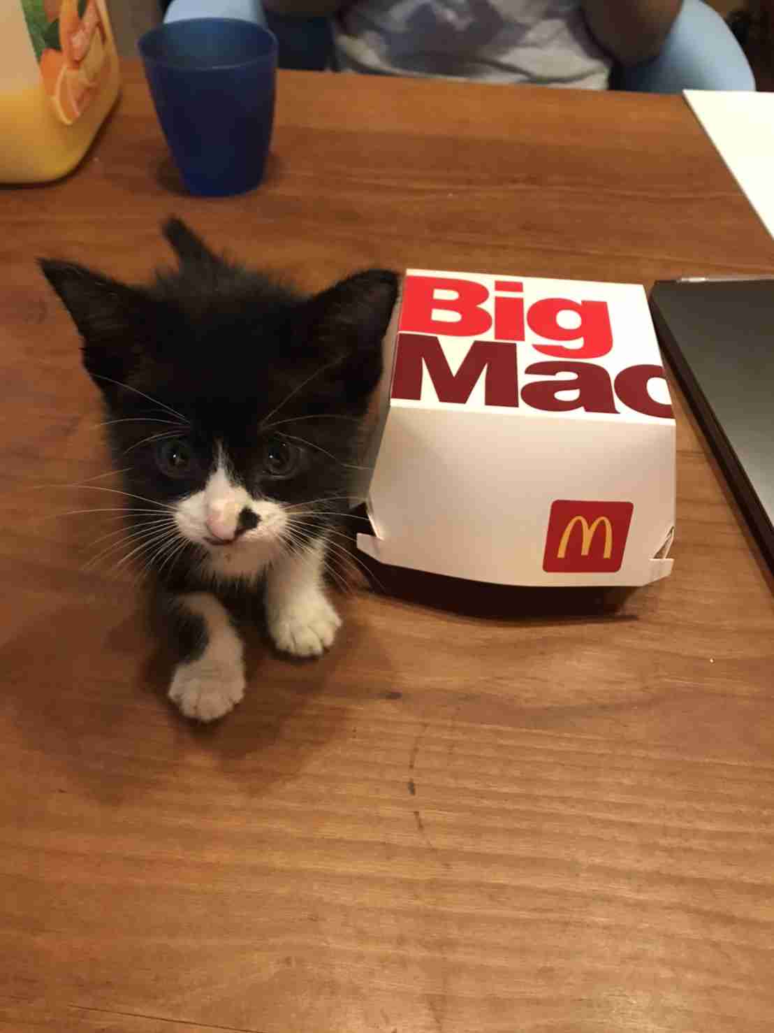 白黒猫の写真(白黒ブチ、白、黒1色)がみたい