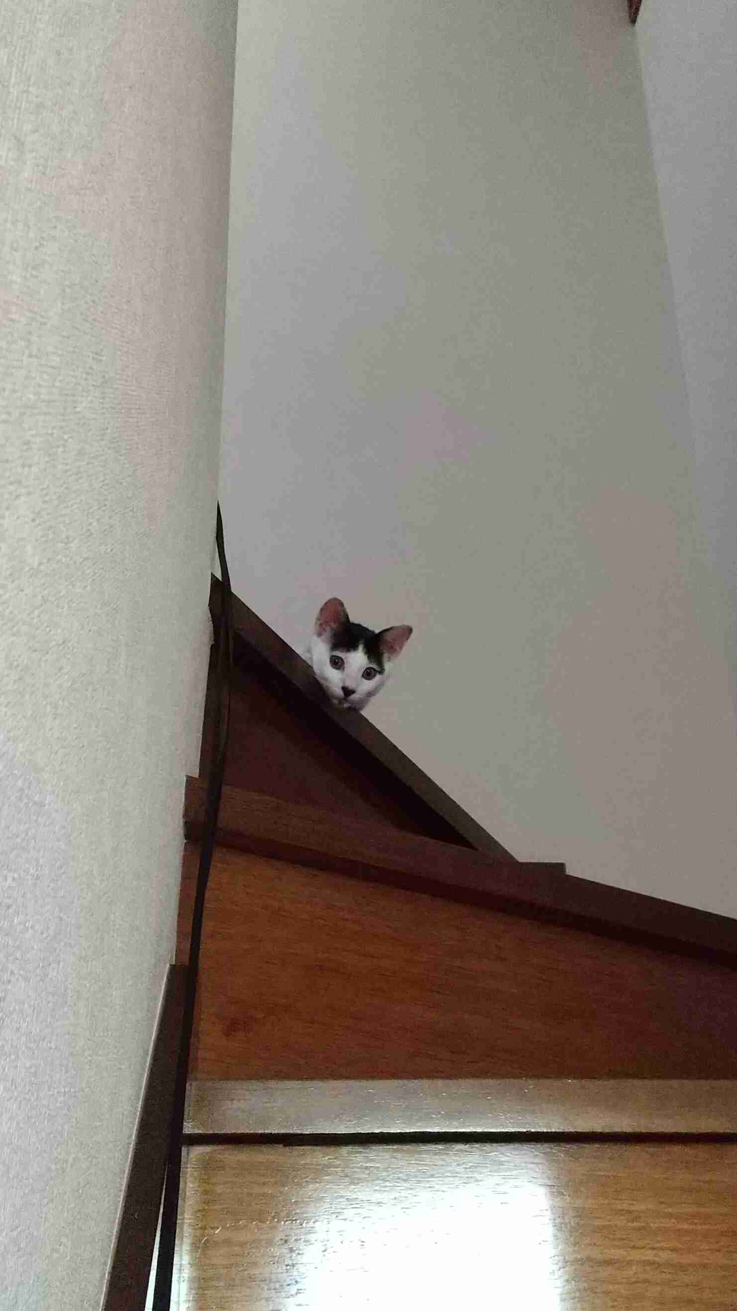 白黒猫の写真(白黒ブチ、白、黒1色)がみたい