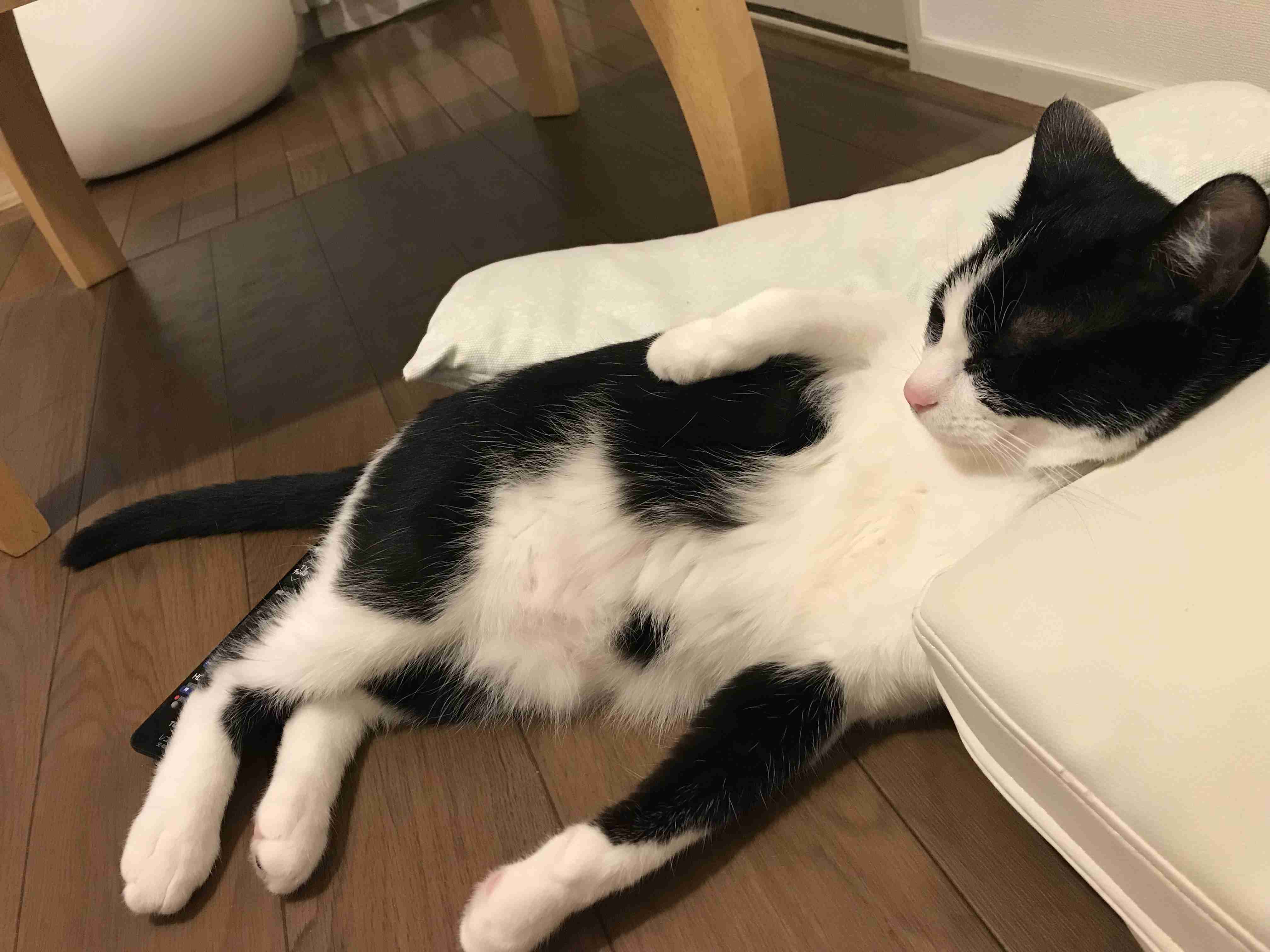 白黒猫の写真(白黒ブチ、白、黒1色)がみたい