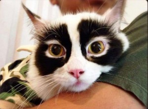 白黒猫の写真(白黒ブチ、白、黒1色)がみたい