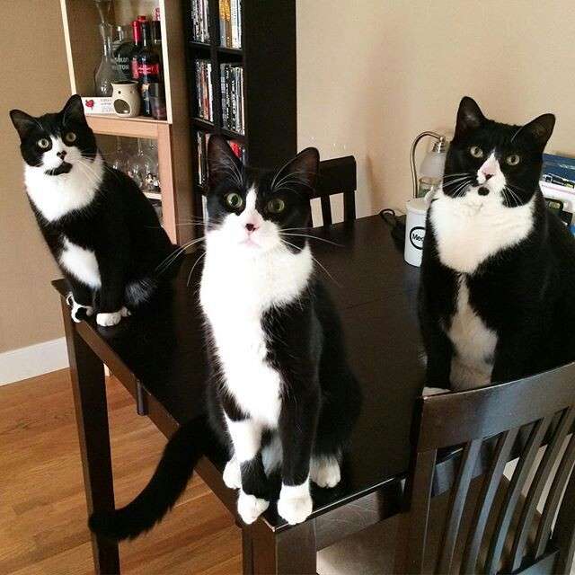 白黒猫の写真(白黒ブチ、白、黒1色)がみたい
