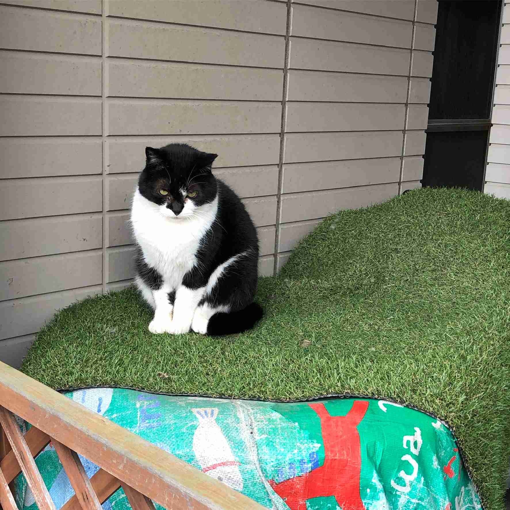 白黒猫の写真(白黒ブチ、白、黒1色)がみたい