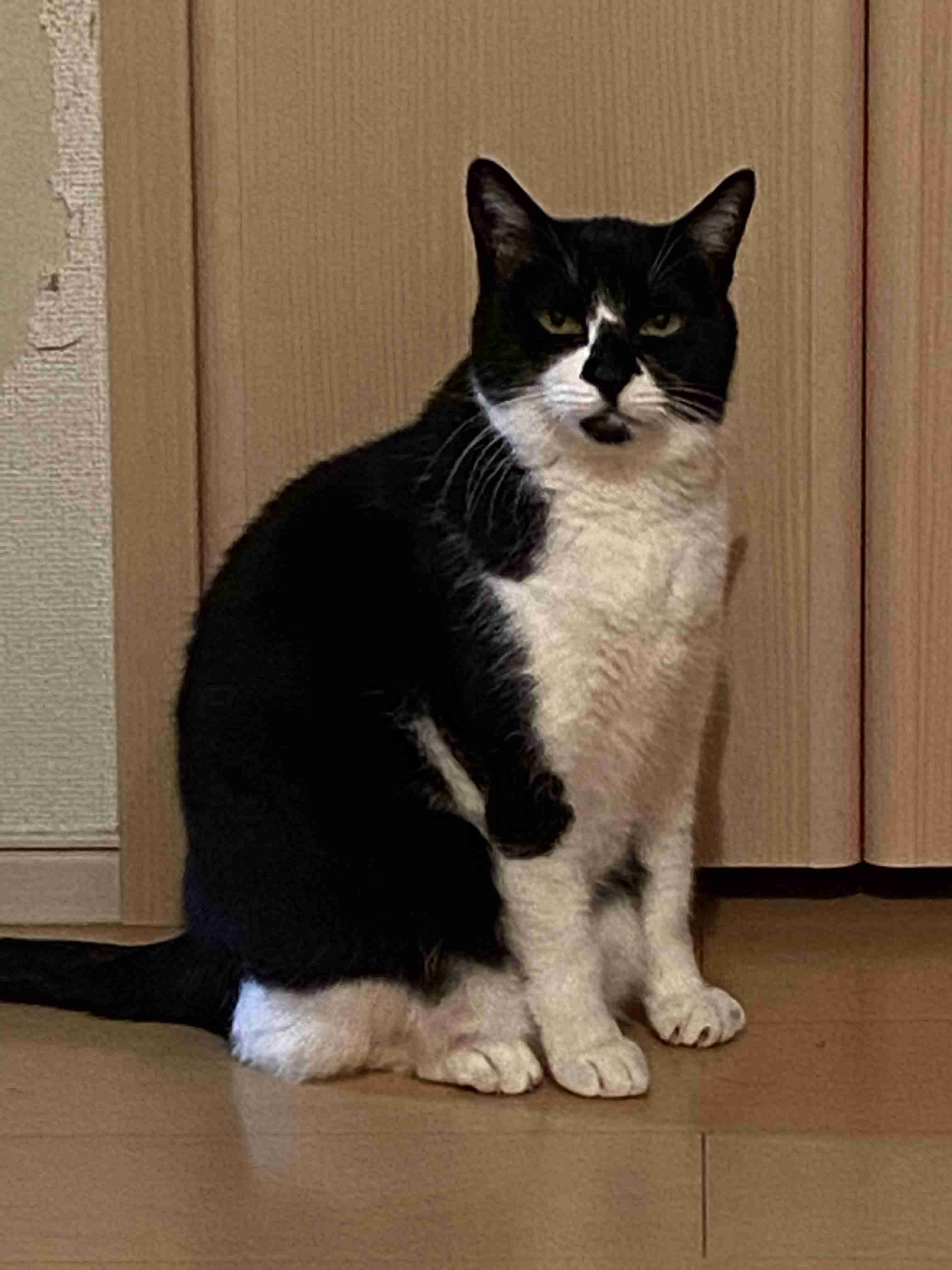 白黒猫の写真(白黒ブチ、白、黒1色)がみたい