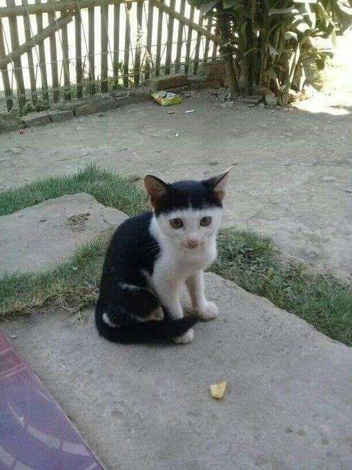 白黒猫の写真(白黒ブチ、白、黒1色)がみたい