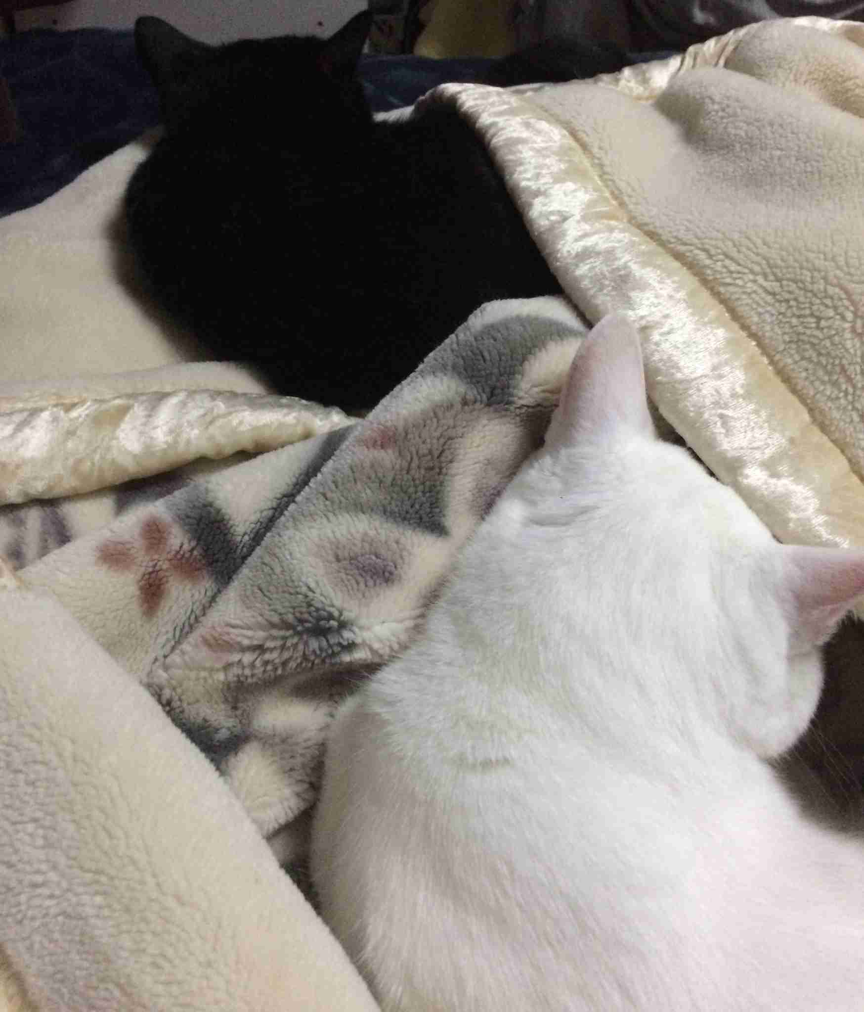白黒猫の写真(白黒ブチ、白、黒1色)がみたい