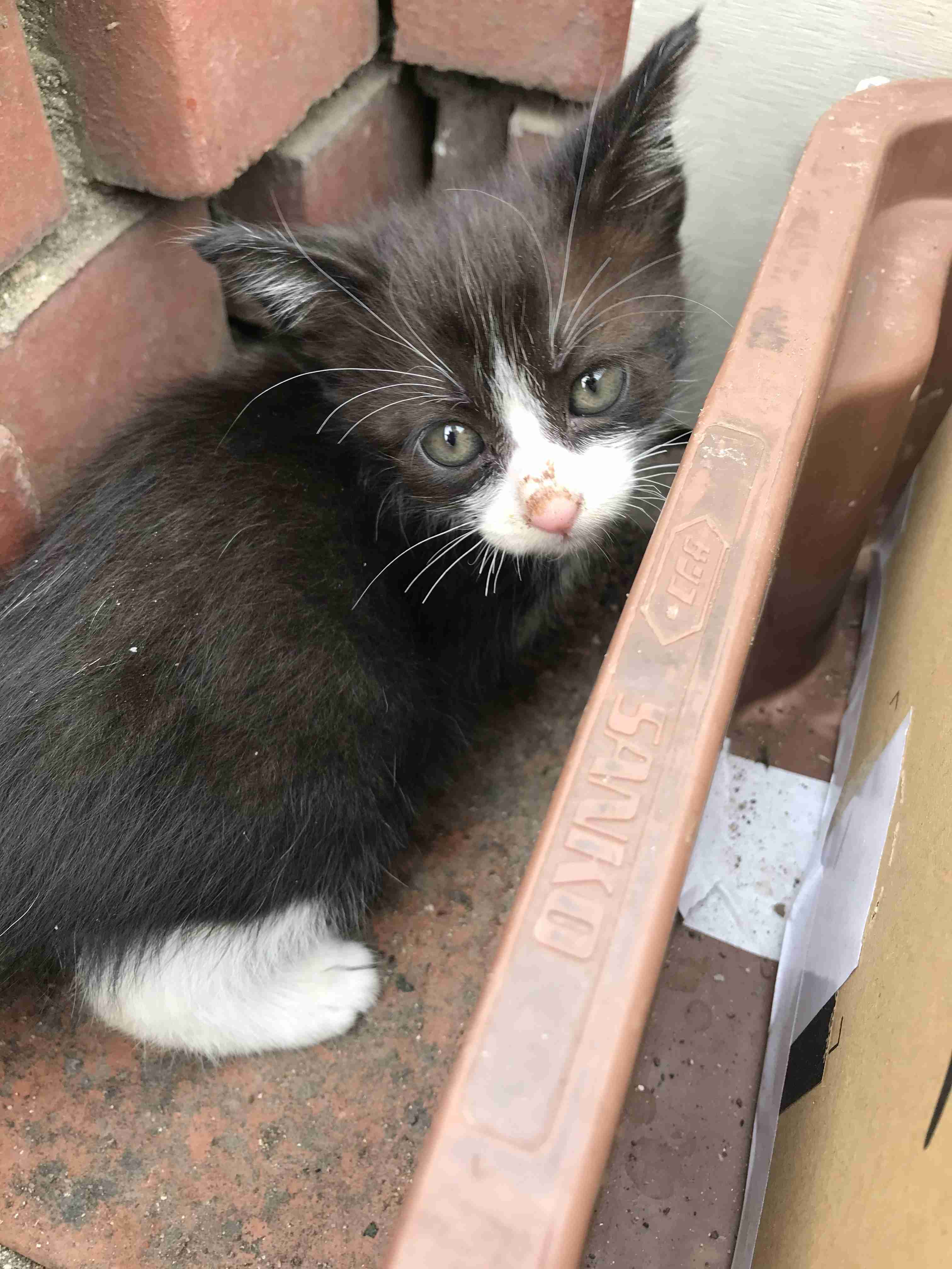 白黒猫の写真(白黒ブチ、白、黒1色)がみたい