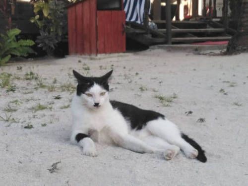 白黒猫の写真(白黒ブチ、白、黒1色)がみたい