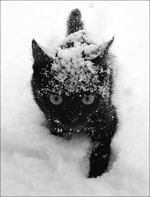 白黒猫の写真(白黒ブチ、白、黒1色)がみたい
