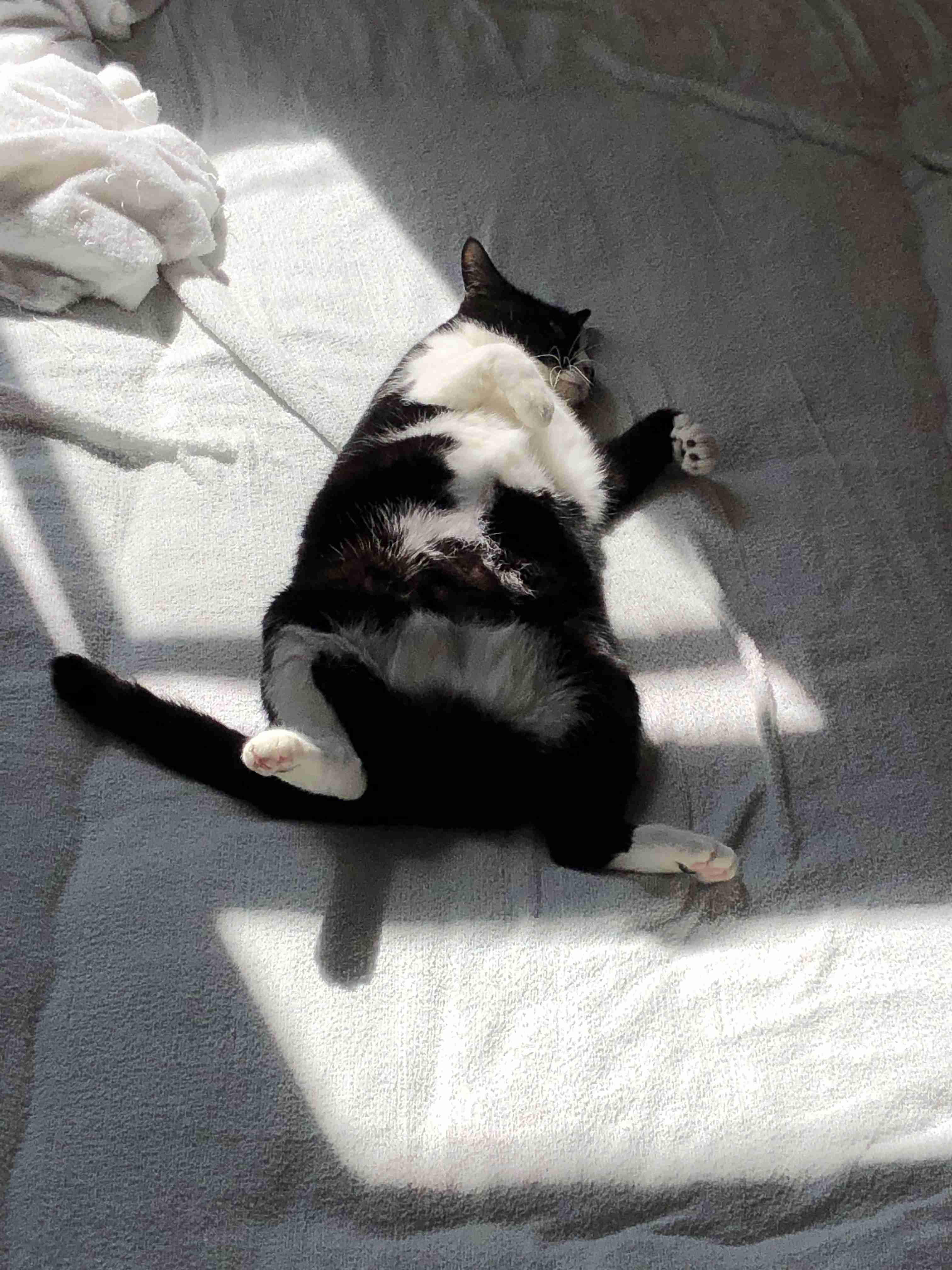 白黒猫の写真(白黒ブチ、白、黒1色)がみたい