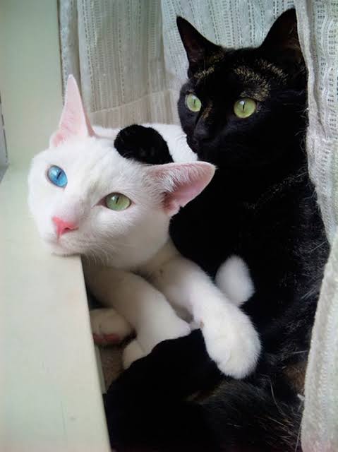 白黒猫の写真(白黒ブチ、白、黒1色)がみたい