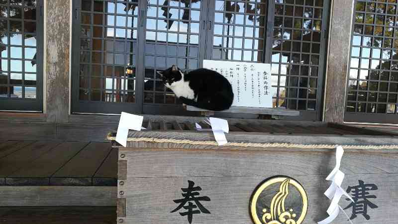 白黒猫の写真(白黒ブチ、白、黒1色)がみたい