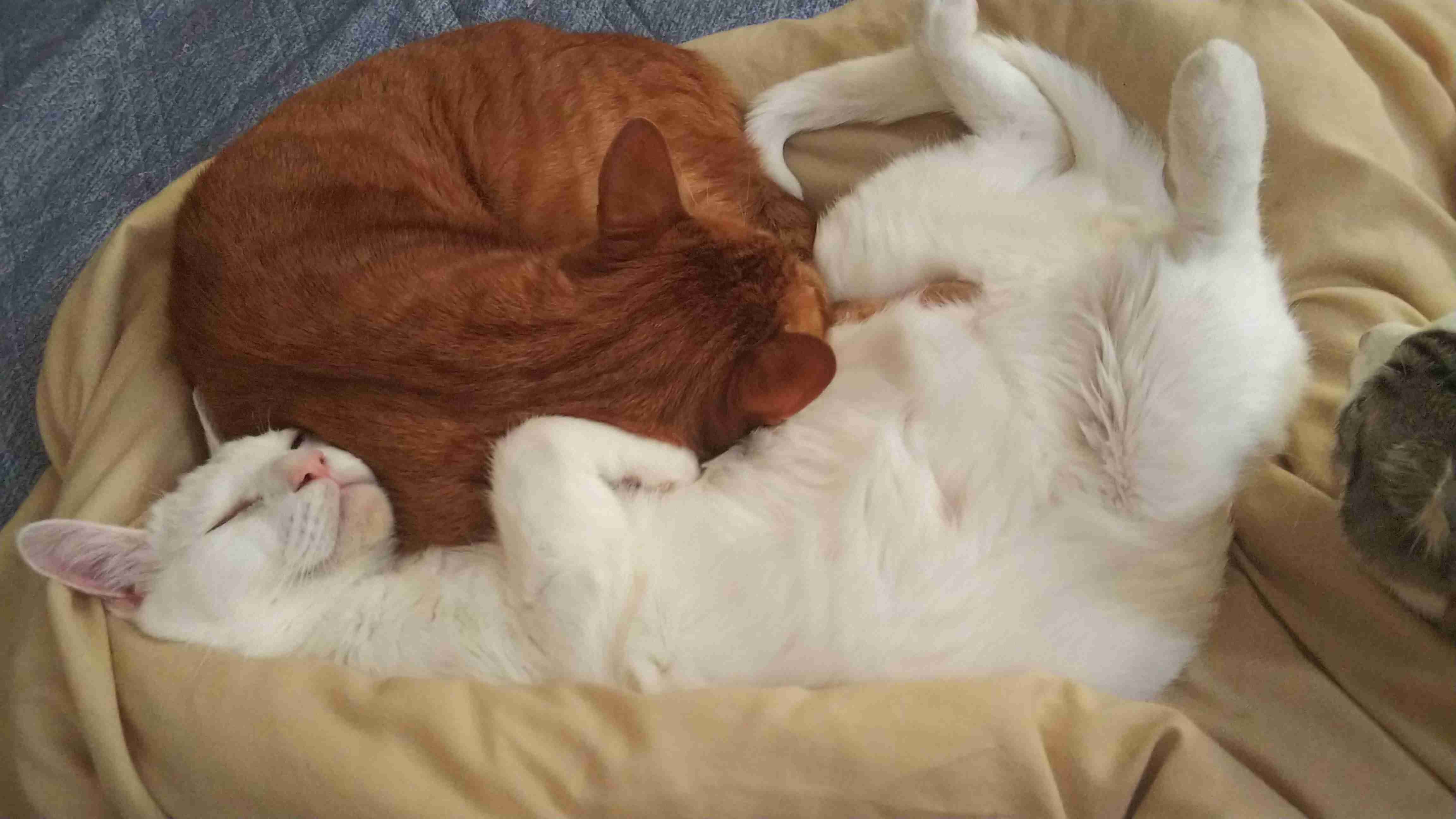 ペットからうつる…手放したい飼い主が激増!巣ごもりペットブームが一変!「犬がPCR検査で陽性」公表の功罪か!