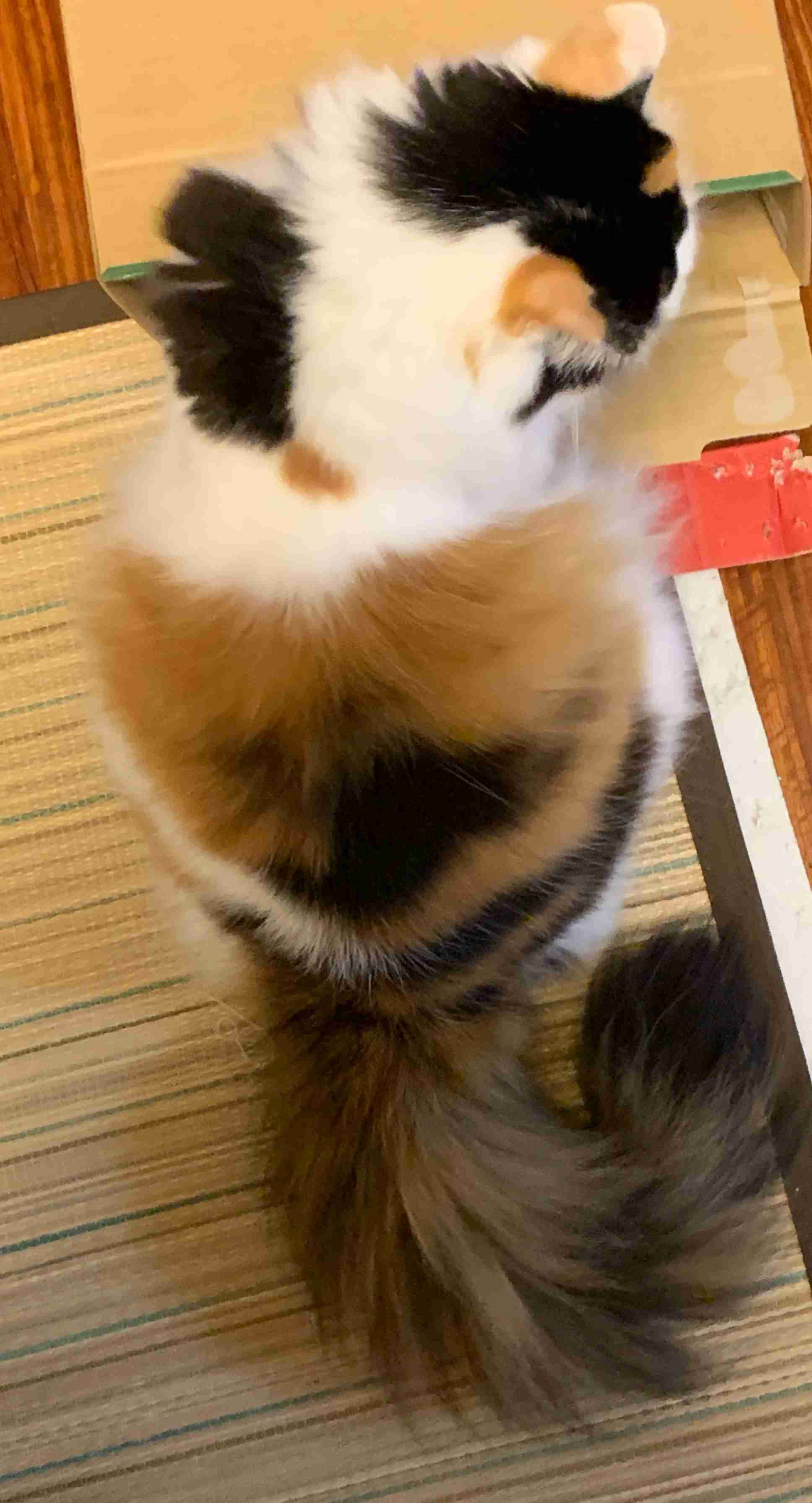 【画像】いろんな三毛猫大集合