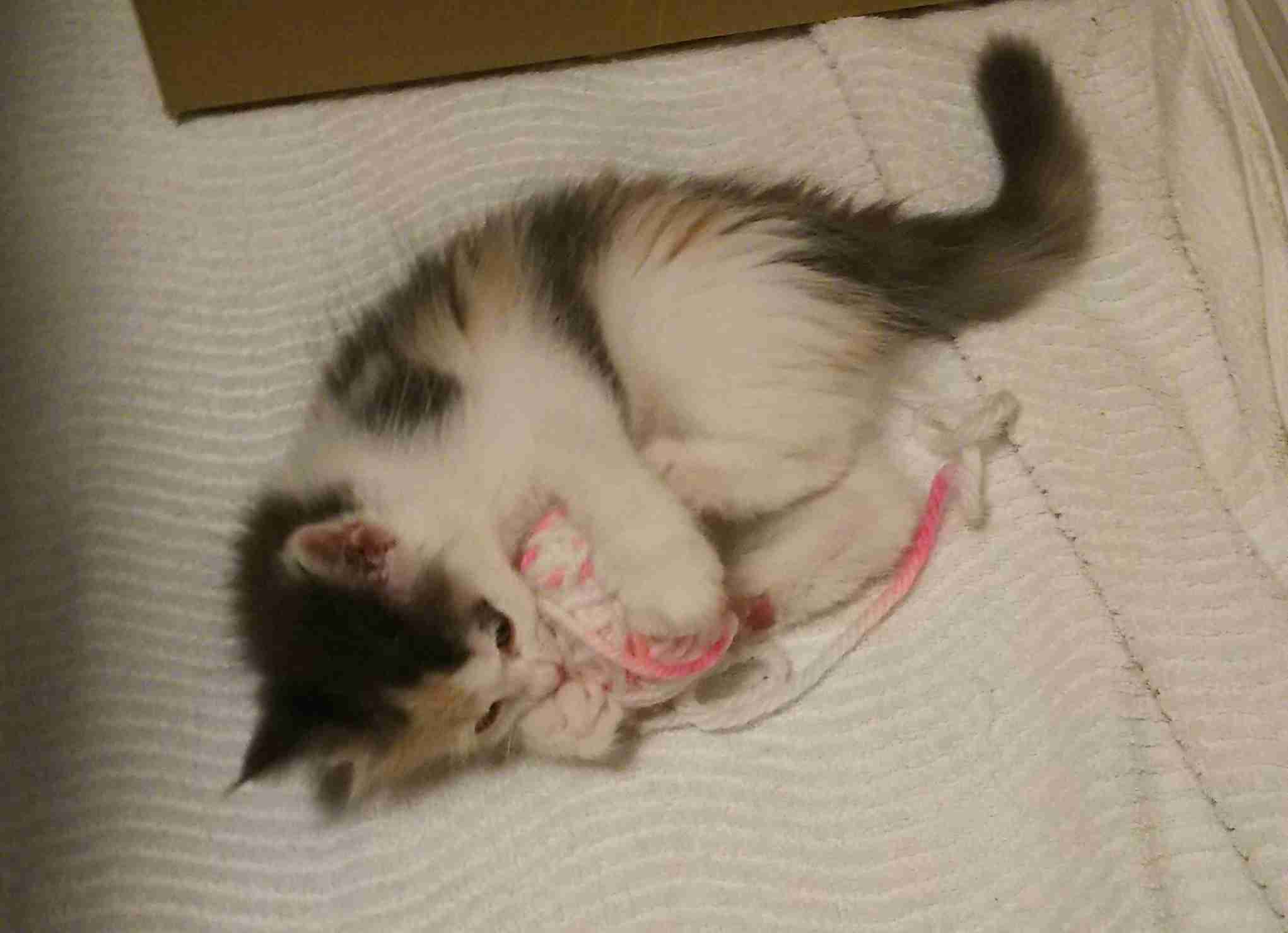 【画像】いろんな三毛猫大集合