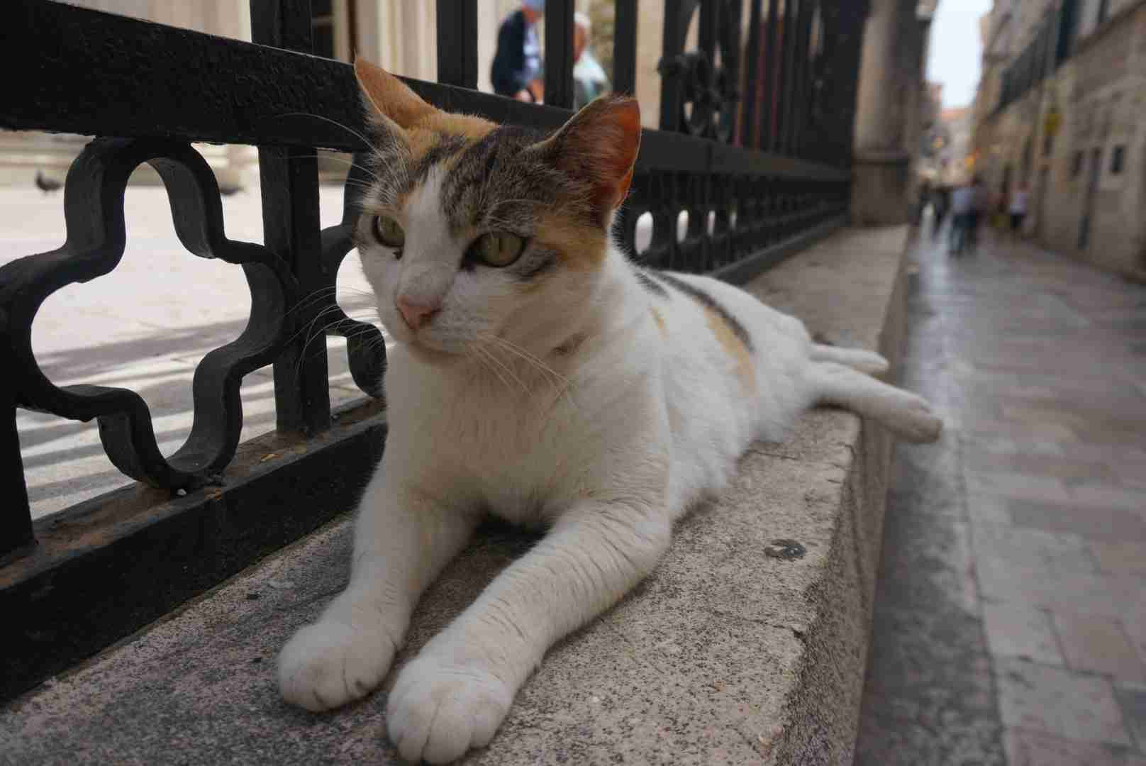 【画像】いろんな三毛猫大集合