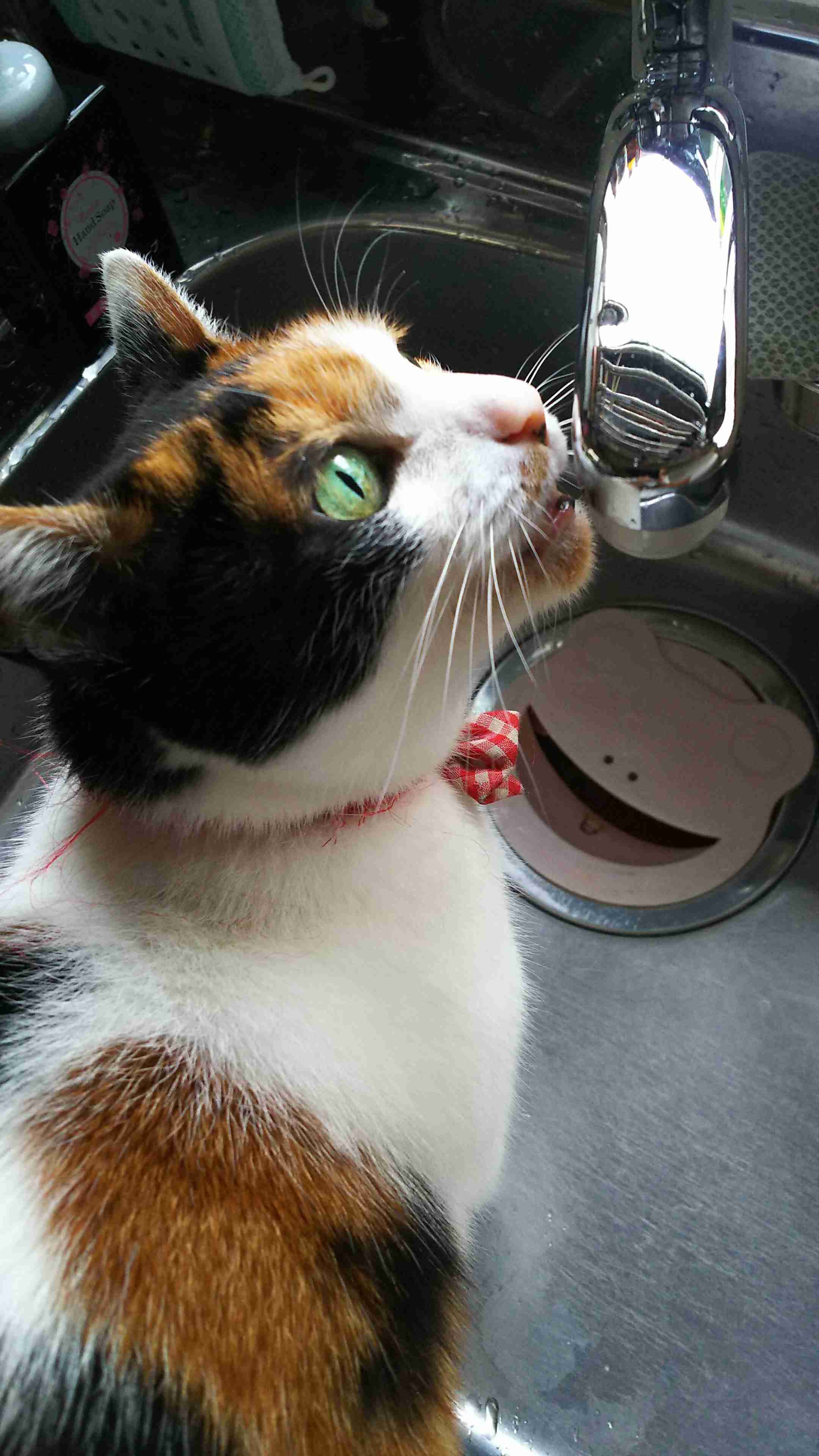 【画像】いろんな三毛猫大集合