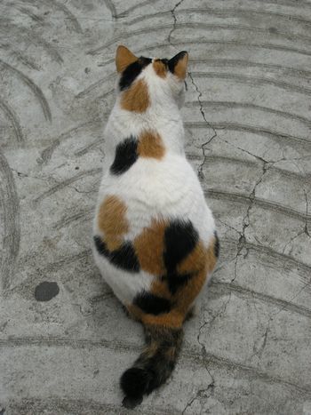 【画像】いろんな三毛猫大集合