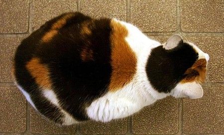 【画像】いろんな三毛猫大集合