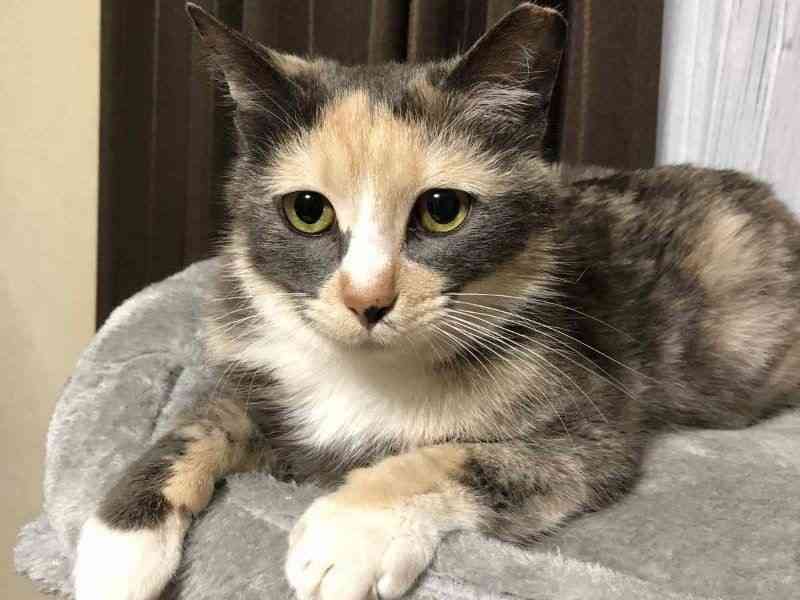 【画像】いろんな三毛猫大集合