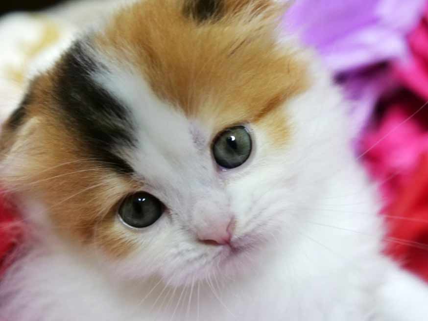 【画像】いろんな三毛猫大集合