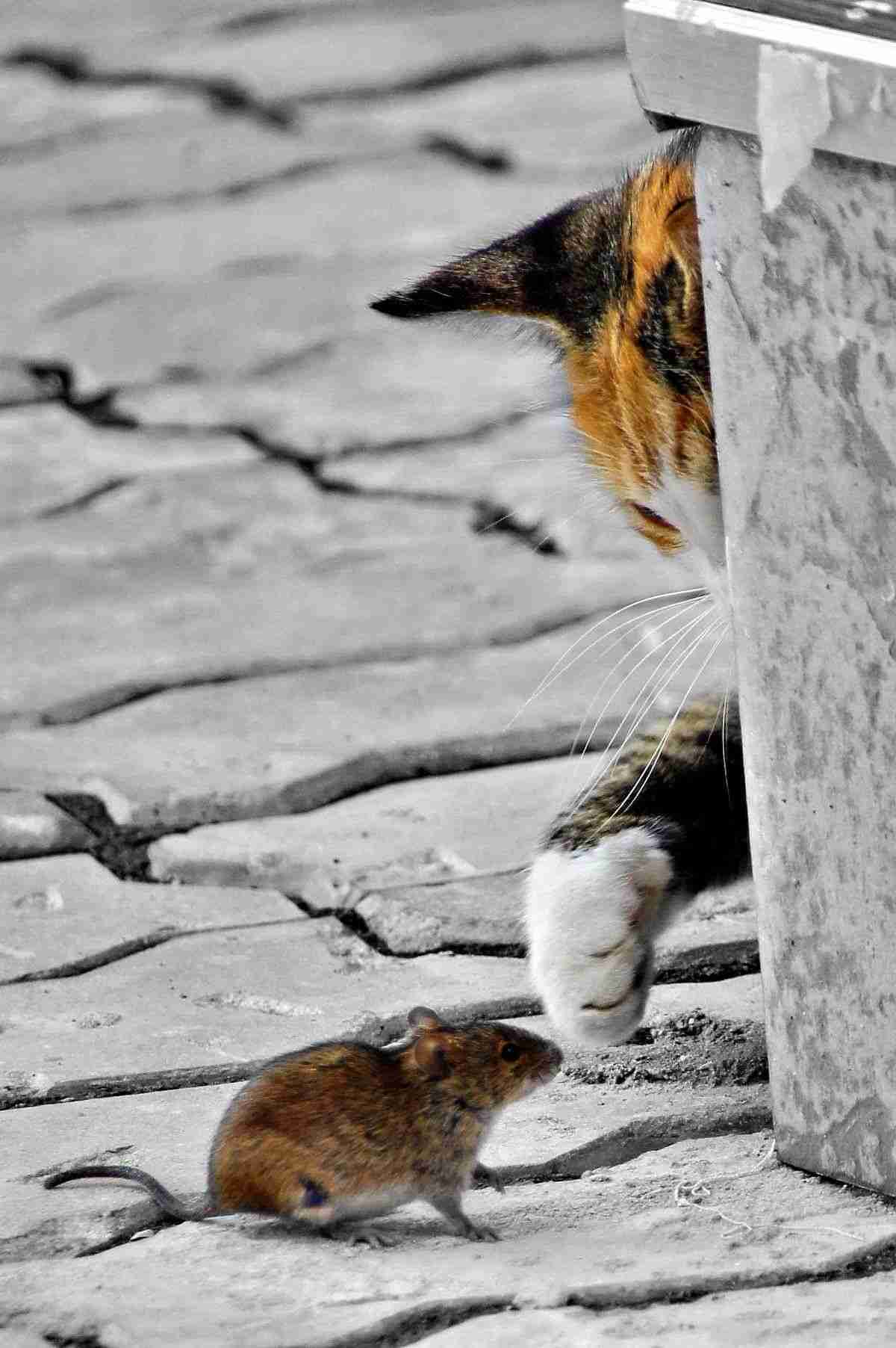 【画像】いろんな三毛猫大集合