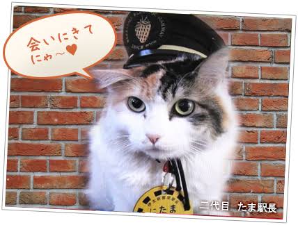 【画像】いろんな三毛猫大集合