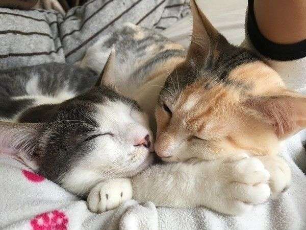 【画像】いろんな三毛猫大集合