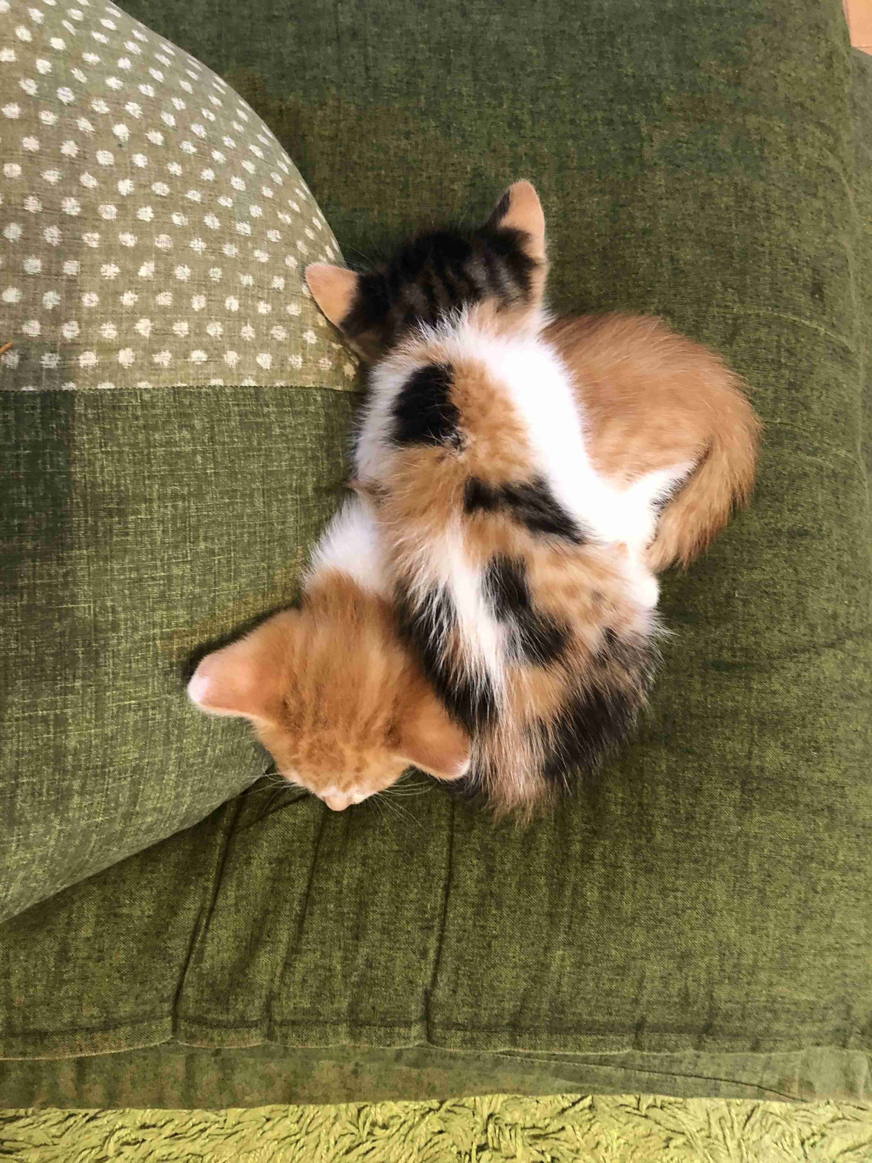 【画像】いろんな三毛猫大集合