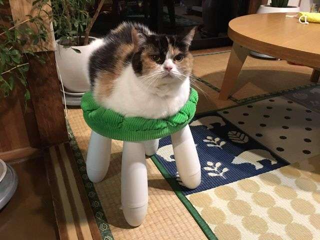 【画像】いろんな三毛猫大集合