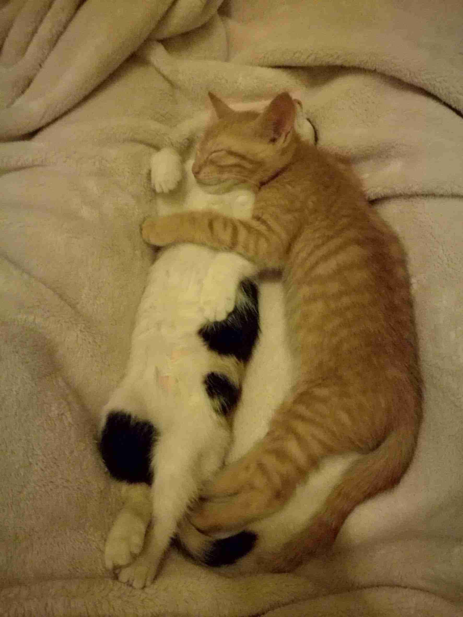 【画像】いろんな三毛猫大集合