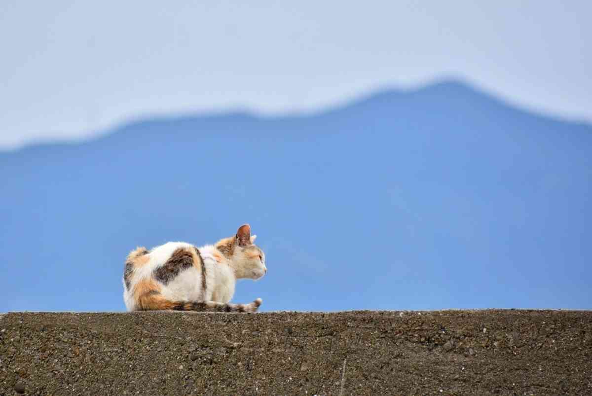 【画像】いろんな三毛猫大集合