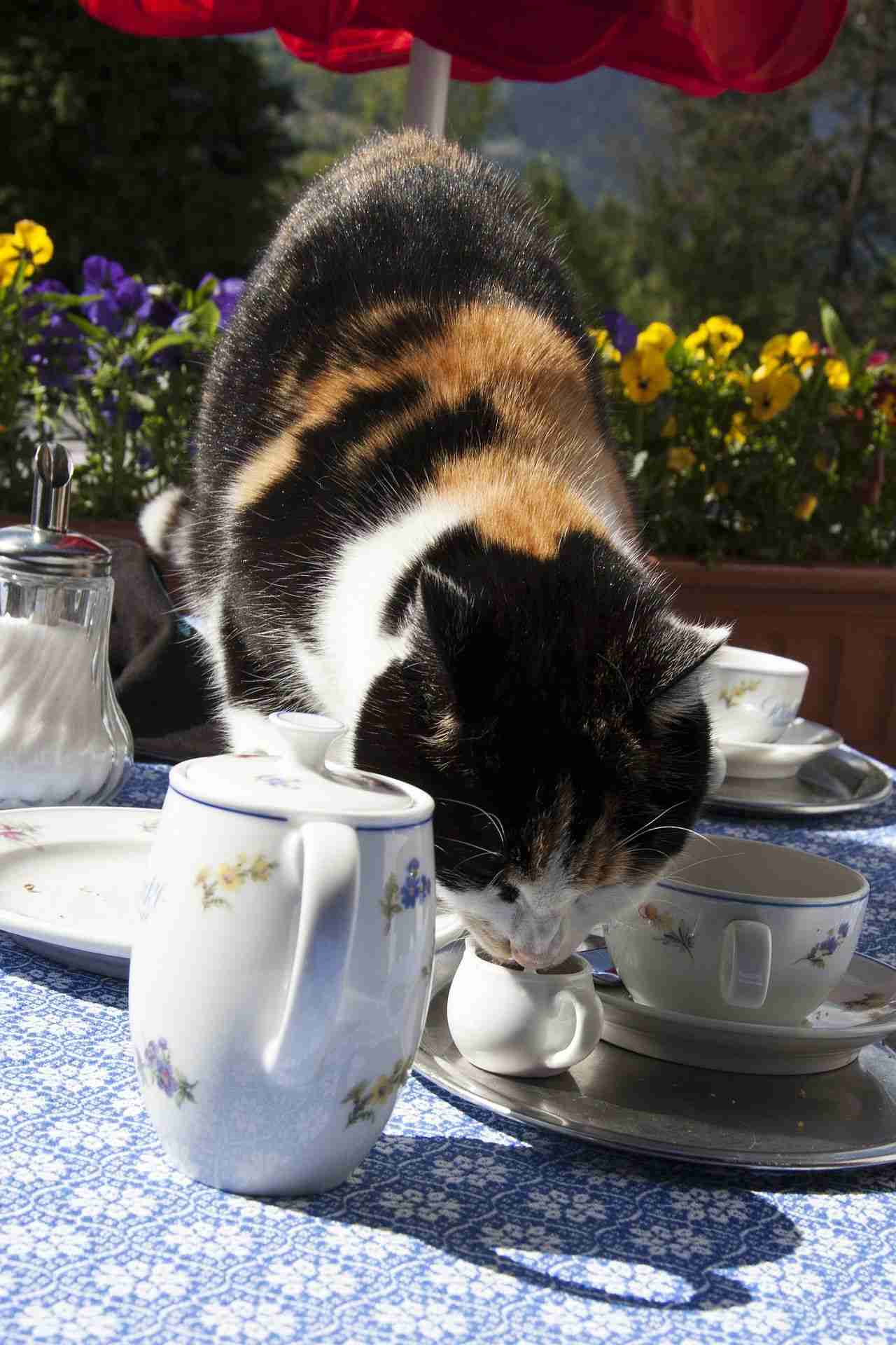 【画像】いろんな三毛猫大集合
