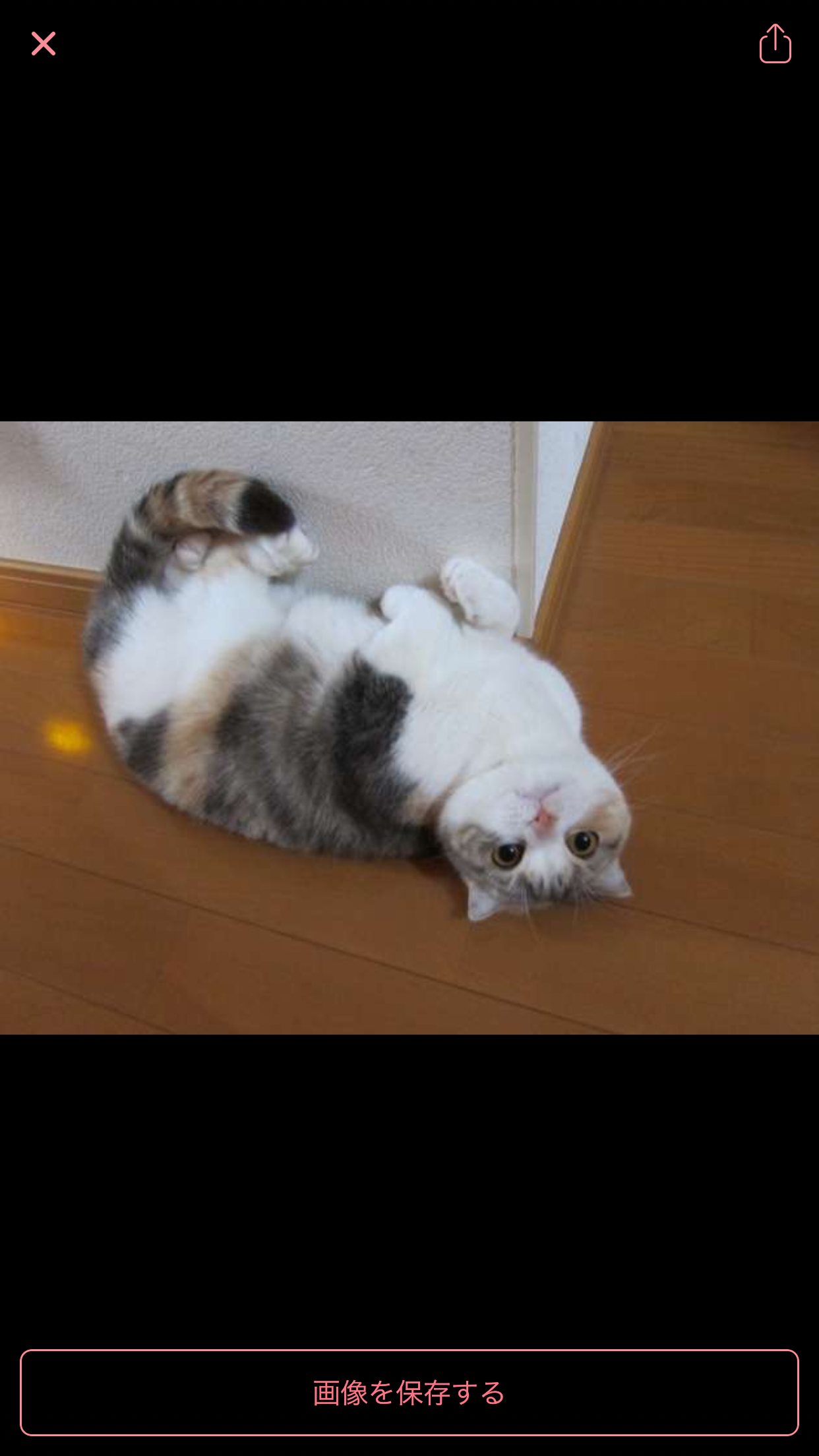 【画像】いろんな三毛猫大集合
