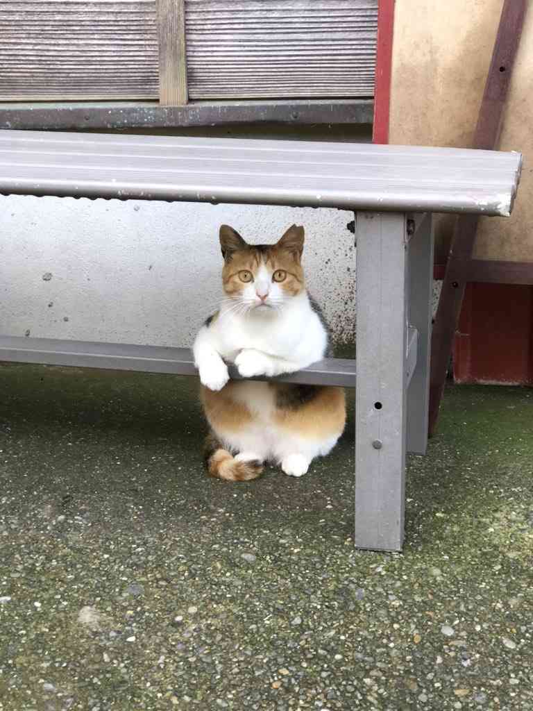 【画像】いろんな三毛猫大集合