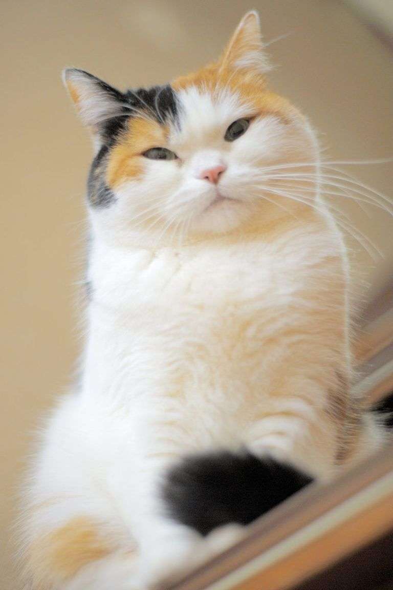 【画像】いろんな三毛猫大集合