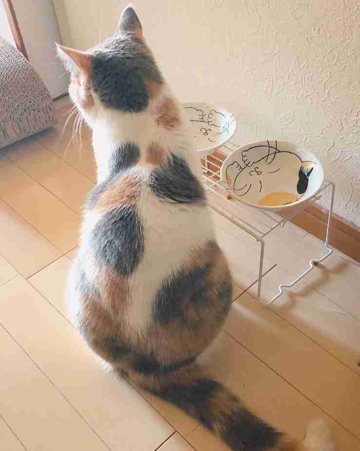 【画像】いろんな三毛猫大集合