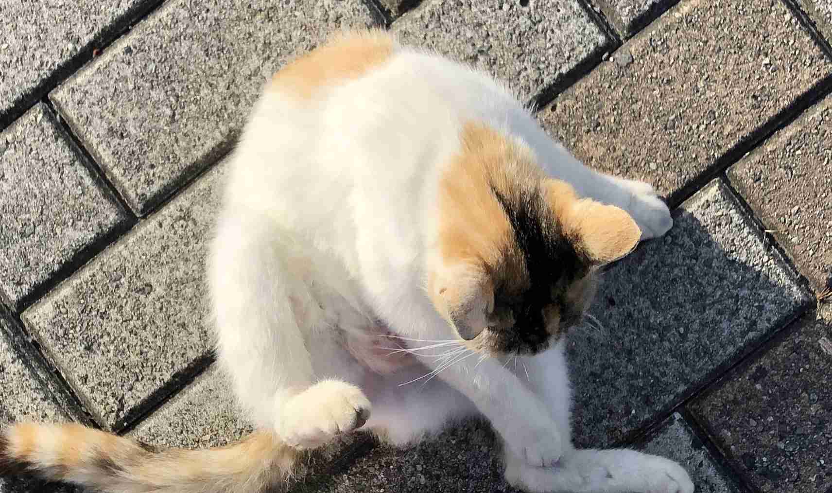 【画像】いろんな三毛猫大集合